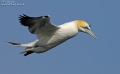 Gannet 280407_6